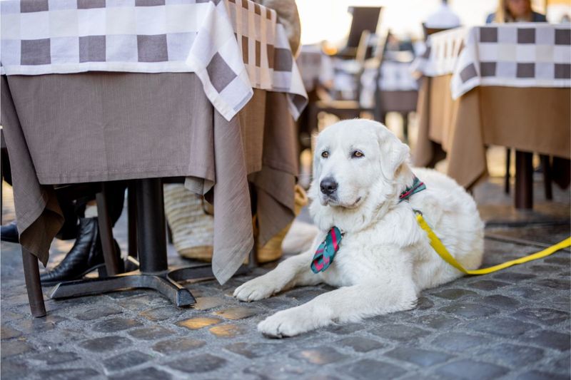 10 Dog Friendly Restaurants in Chicago Fursure Blog
